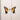 Brand New Eyes