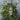 Miller, Roger Clark - The Green Man