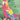 Algernon Cadwallader - Parrot Flies