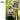 SAINT ETIENNE - Foxbase Alpha
