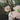 Mali Sheard - Hayfever